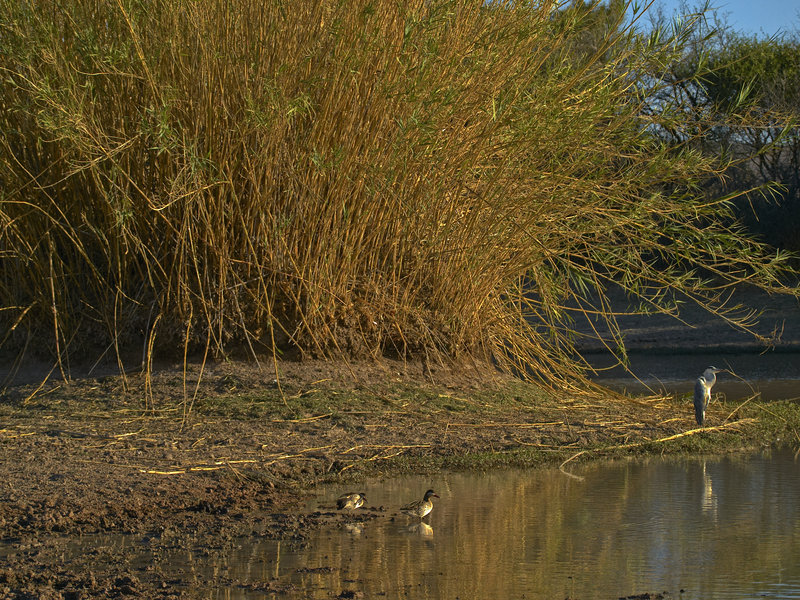 Marabou, Duck, Okonjima